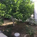 Ankara Evi Dom wakacyjny Bademli (Dikili)